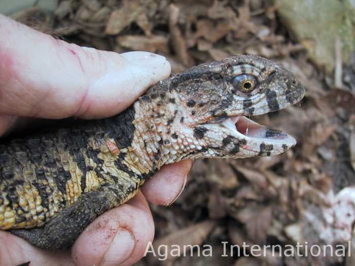 Shinisaurus crocodilurus