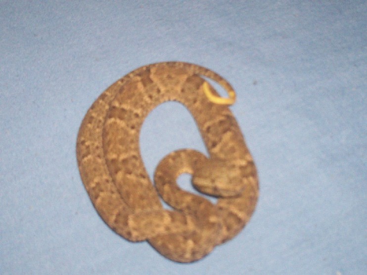 snake house 037.jpg