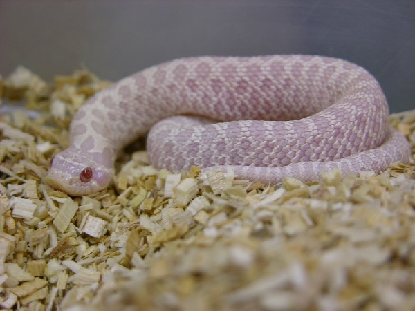 snow_hognose1-med.jpg