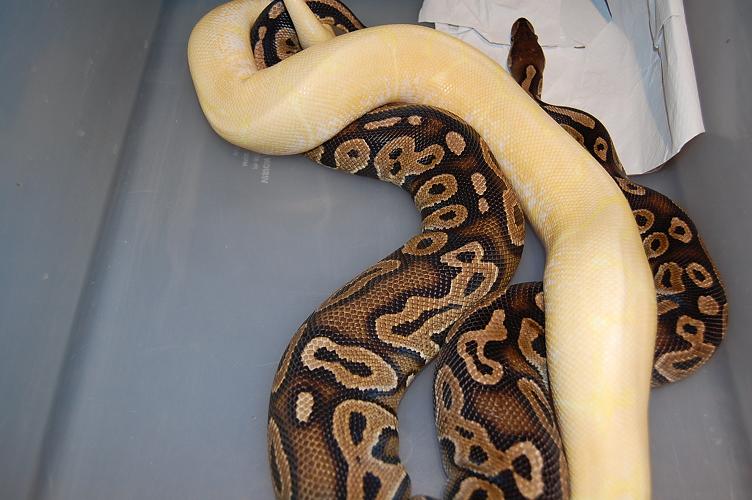 spider albino x cinnamon 2.jpg