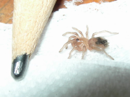 spiderling Acanthoscurria geniculata.jpg