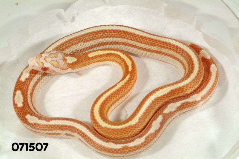 Striped Butter Motley Corn Snake   071507f.jpg