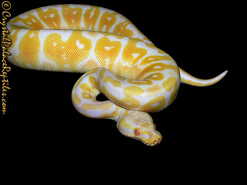 super pastel albino.jpg