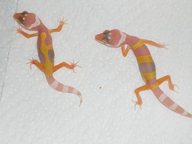 Super Tangerine Carrot tail X Hypo Carrot tail het Sunglow.JPG