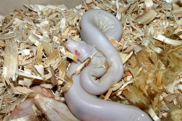 Supermotleyalbino2 (Small).jpg