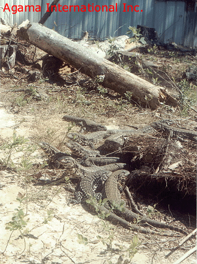 Terrario exterior Tupinambis