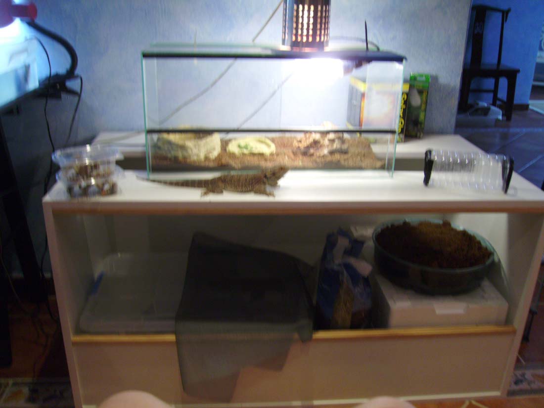 Terrario nuevo pogona.jpg