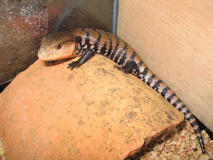 Tiliqua scincoides scincoides 1.JPG