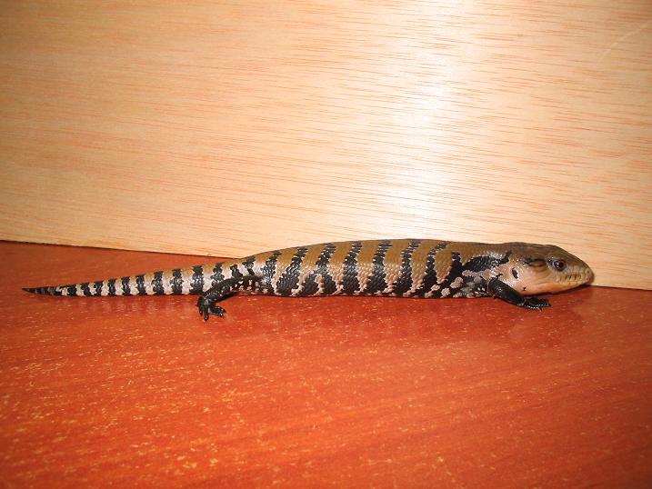 Tiliqua scincoides scincoides 11.JPG