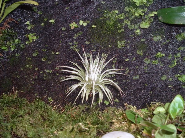 tillandsia (600 x 450).jpg