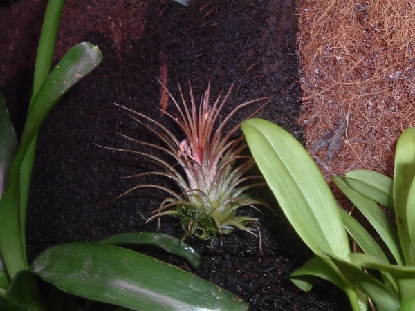 tillandsia02 (600 x 450).jpg