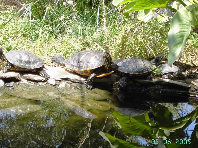 tortugas estanque 2JPG.JPG