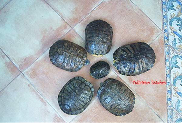 Trachemys scripta elegans (grupo Nº1) A.jpg