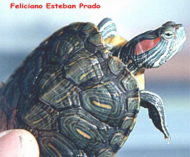 Trachemys scripta elegans (Hembra sudadulta) Nº1.jpg