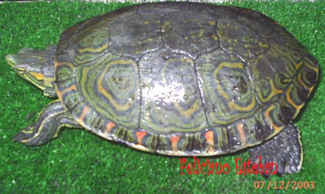 Trachemys scripta ornata (macho).JPG