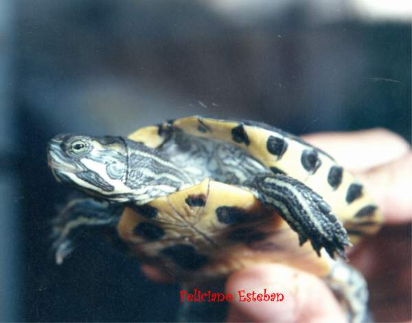 Trachemys scripta troosti (1).jpg