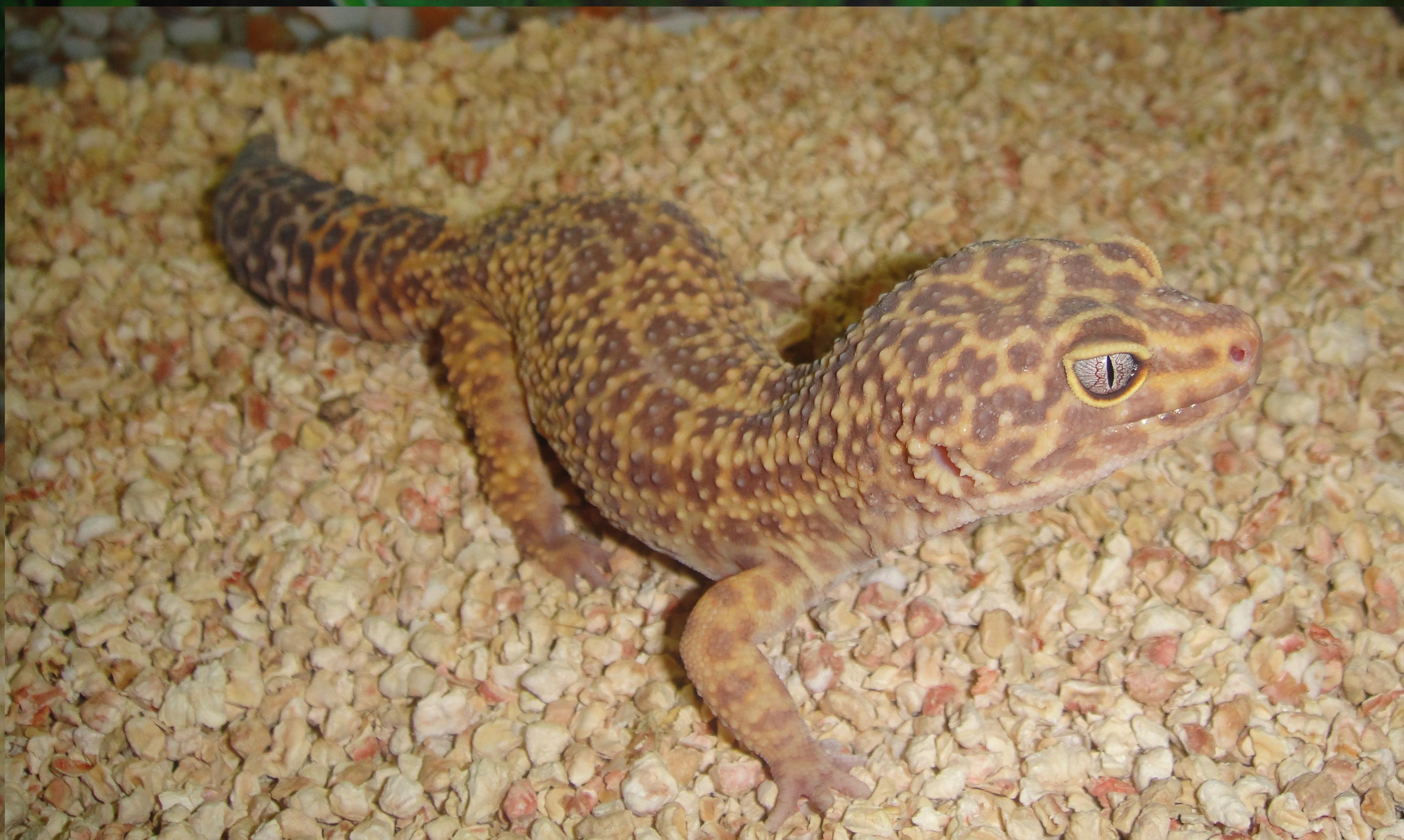 tremper albino.JPG