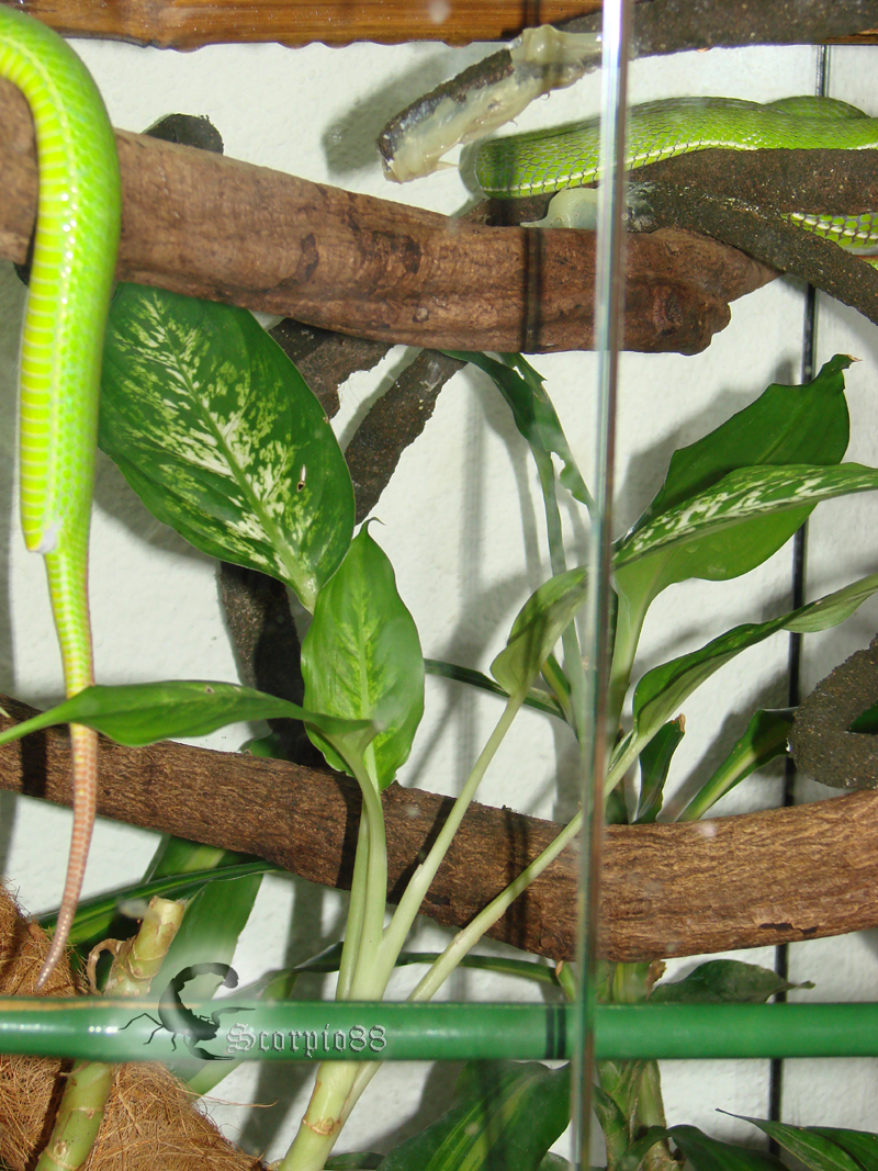 Trimeresurus albolabris (1).jpg