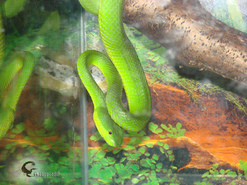 Trimeresurus albolabris (6).jpg