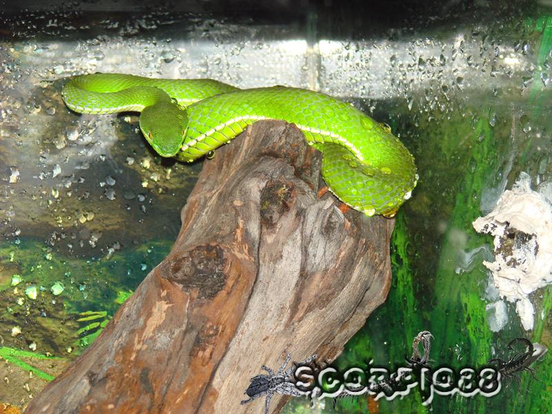 Trimeresurus albolabris (9) copia.jpg