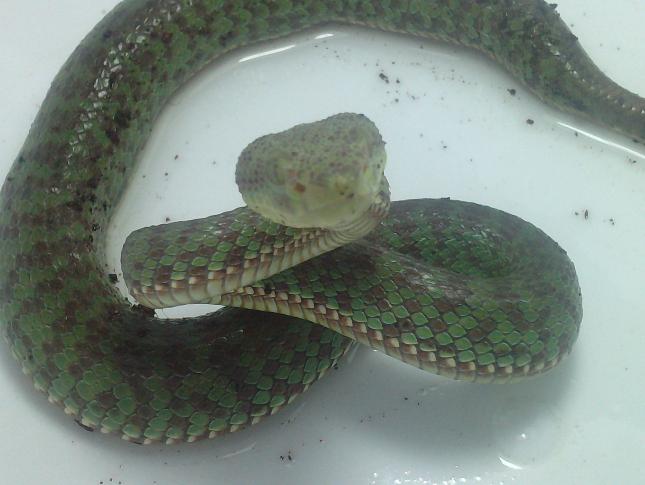 Trimeresurus Venustus..JPG