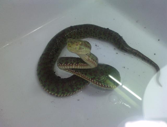 Trimeresurus venustus.JPG