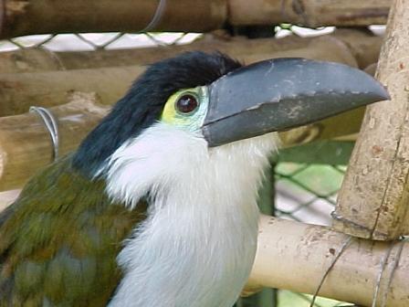 Tucan Azul 4.JPG