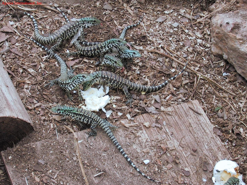 Tupinambis merianae