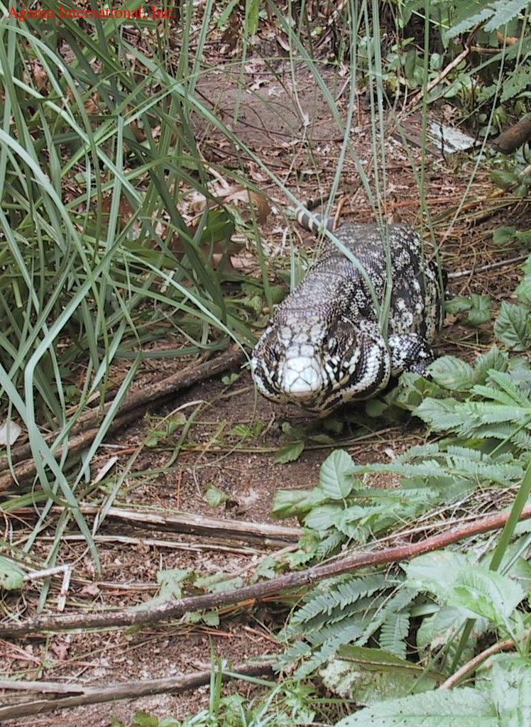 Tupinambis merianae