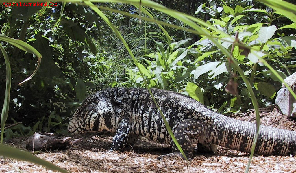 Tupinambis merianae