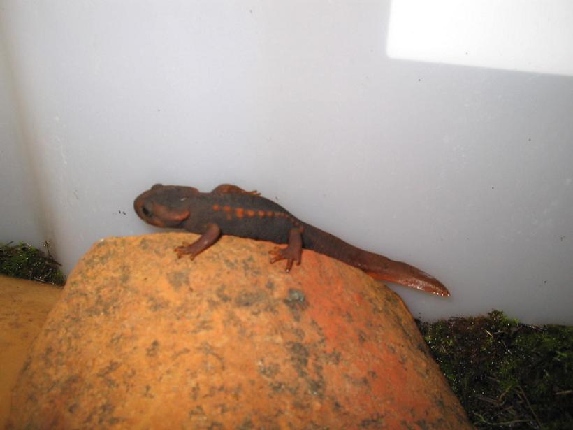 Tylototriton verrucosus 12.JPG