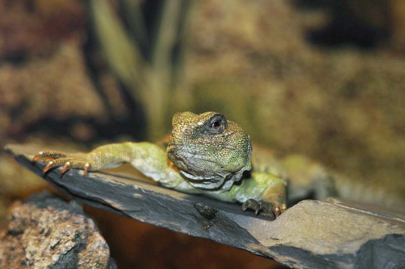 UROMASTYX-028.jpg