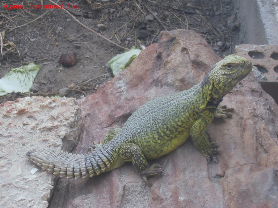 Uromastyx acanthinurus