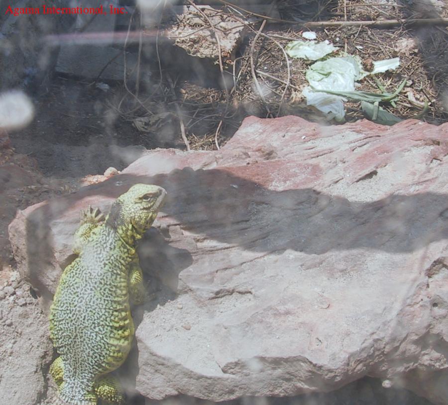 Uromastyx acanthinurus