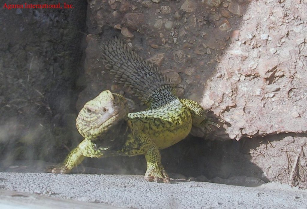 Uromastyx acanthinurus