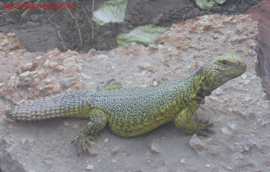 Uromastyx acanthinurus