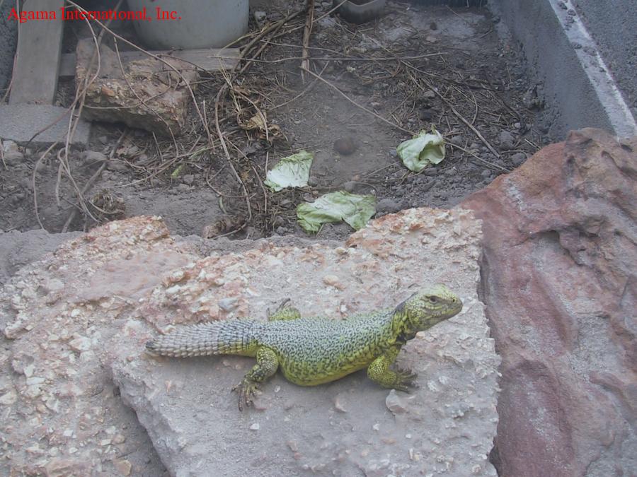 Uromastyx acanthinurus