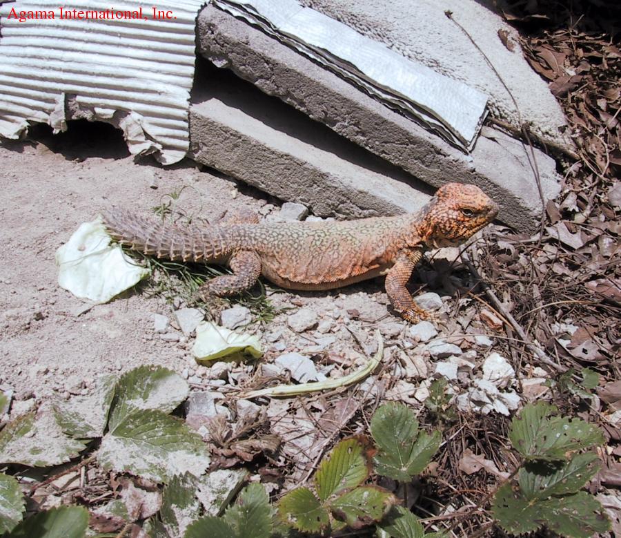 Uromastyx acanthinurus