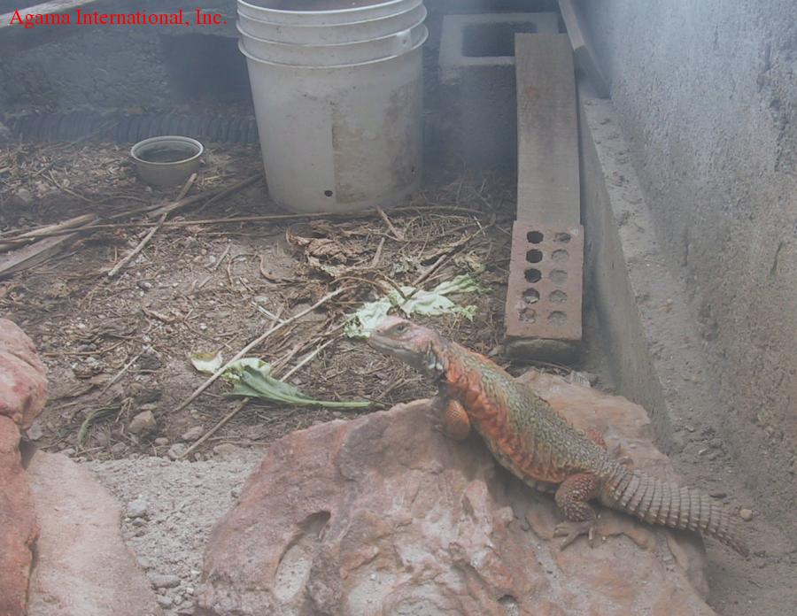 Uromastyx acanthinurus