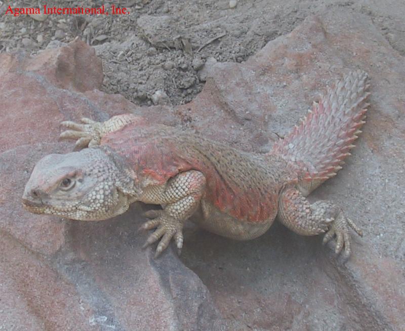 Uromastyx acanthinurus