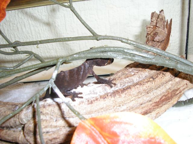 uroplatus ebenaui.jpg