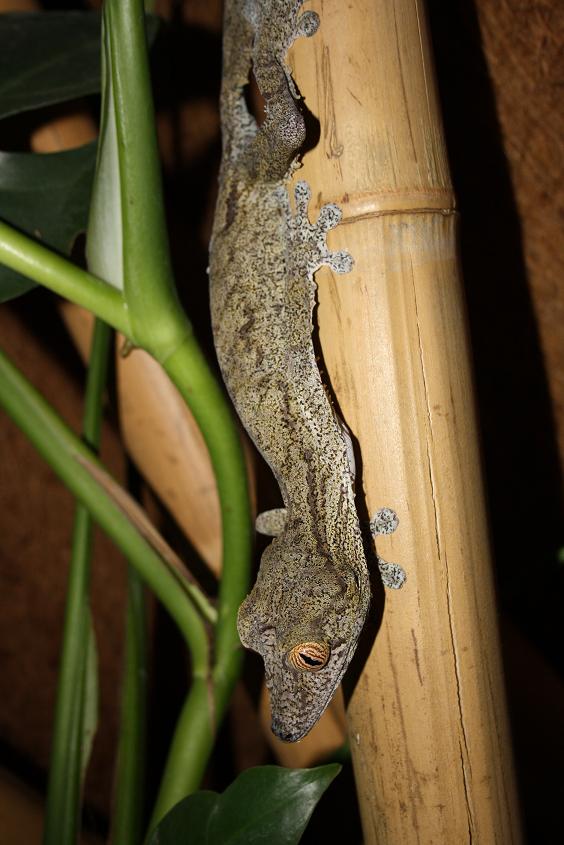 Uroplatus fimbriatus male.jpg