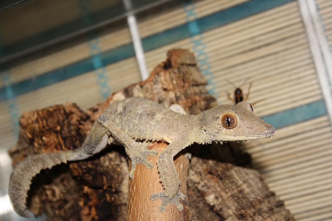 Uroplatus henkeli Diego suarez CB female.jpg