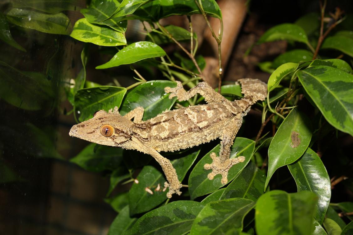 Uroplatus henkeli Diego suarez CB male.jpg