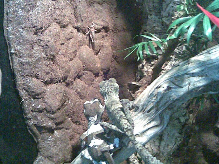 uroplatus.jpg