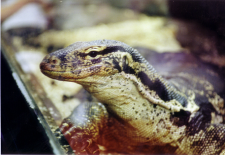 Varanus salvator 01.jpg