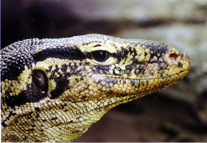 Varanus salvator 02.jpg