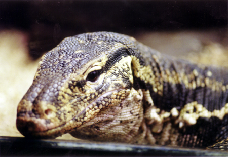 Varanus salvator 03.jpg