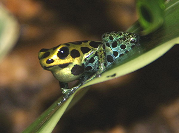 Web Dendrobates variabilis croant.jpg