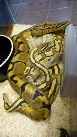 WOMA LESSER 2.JPG